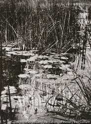 作品画像:睡蓮