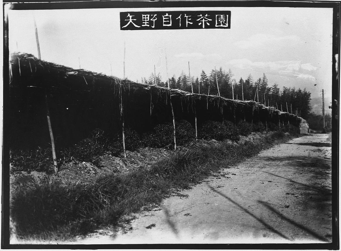 The Yano Jisaku Tea Plantation