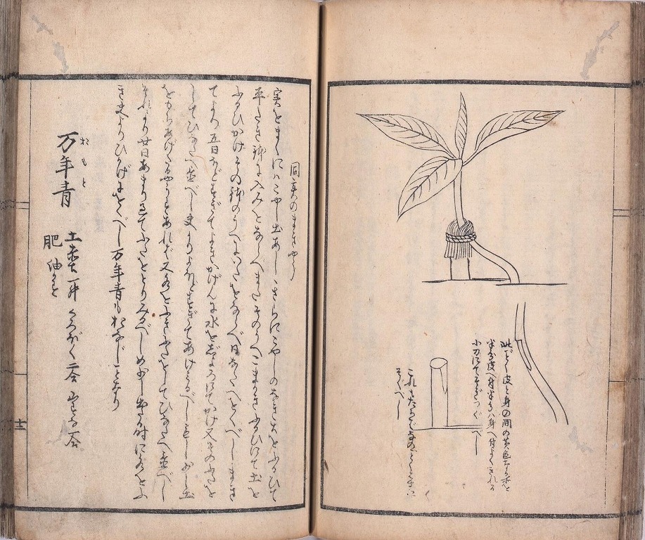 作品画像:通賢花壇抄
