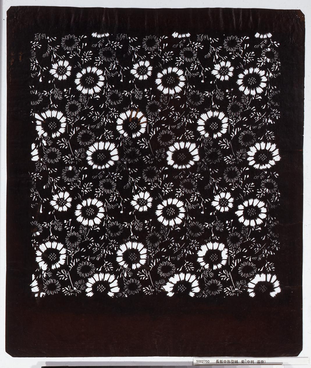 長板中形型紙 菊(中判 追掛)