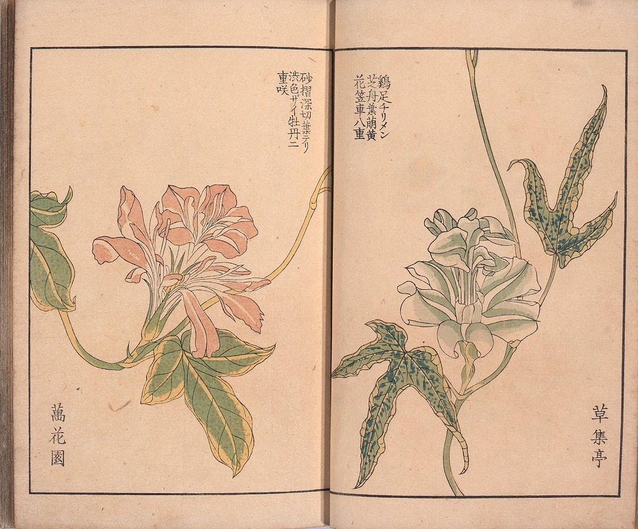 作品画像:朝顔三十六花撰 全