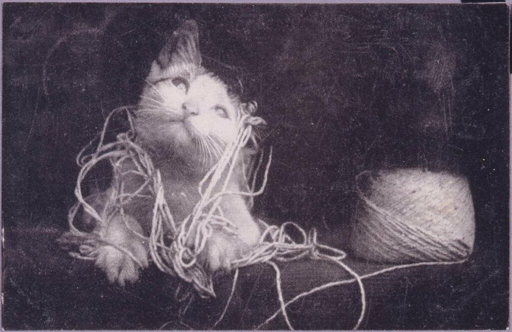 作品画像:麻紐で遊ぶ猫