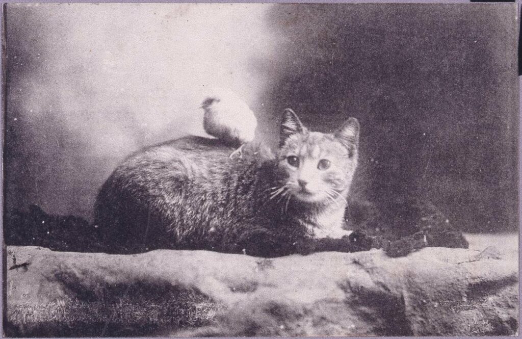 作品画像:猫とヒヨコ