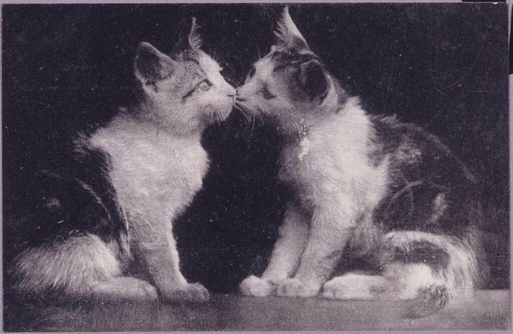 2匹の猫