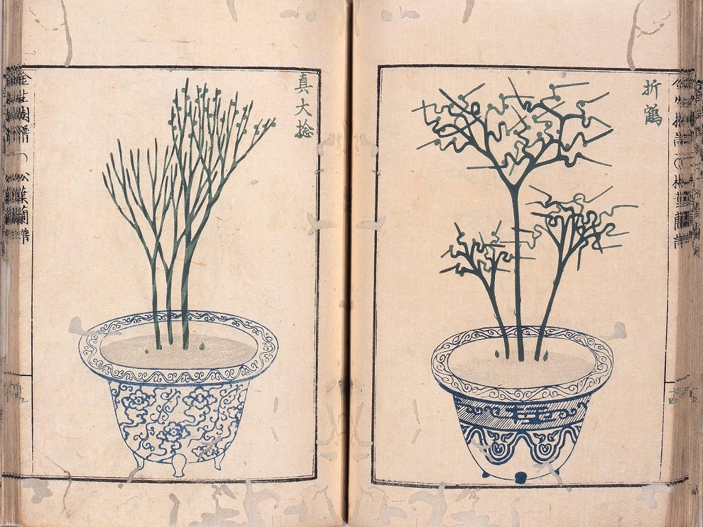 作品画像:松葉蘭譜