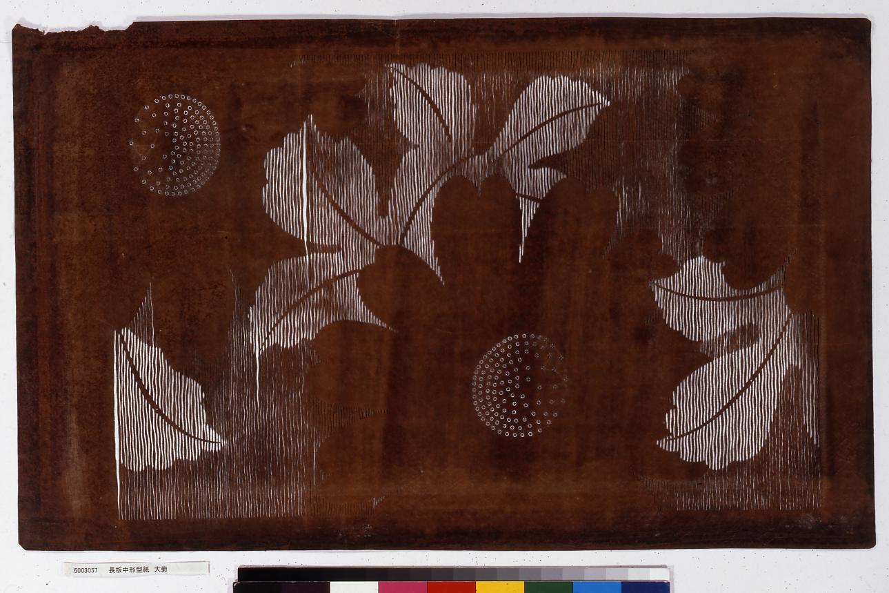 長板中形型紙 大菊