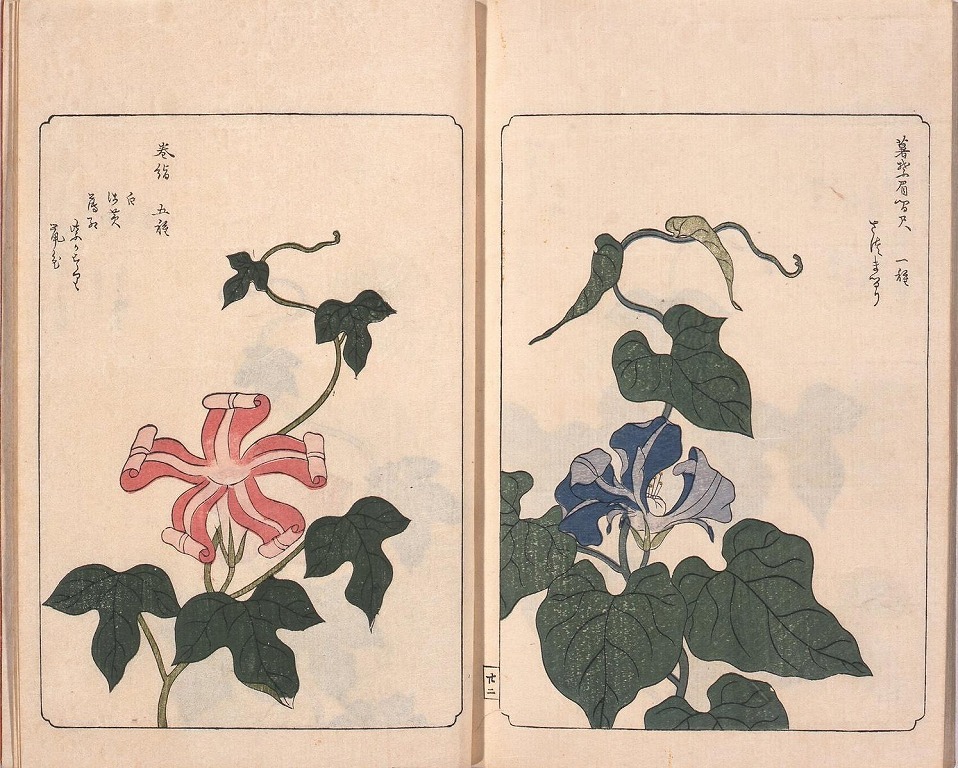 作品画像:あさかほ叢