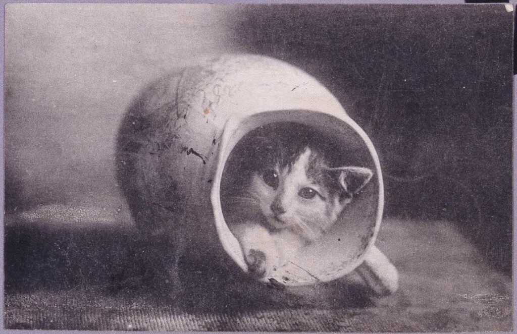 作品画像:水差しに隠れた猫