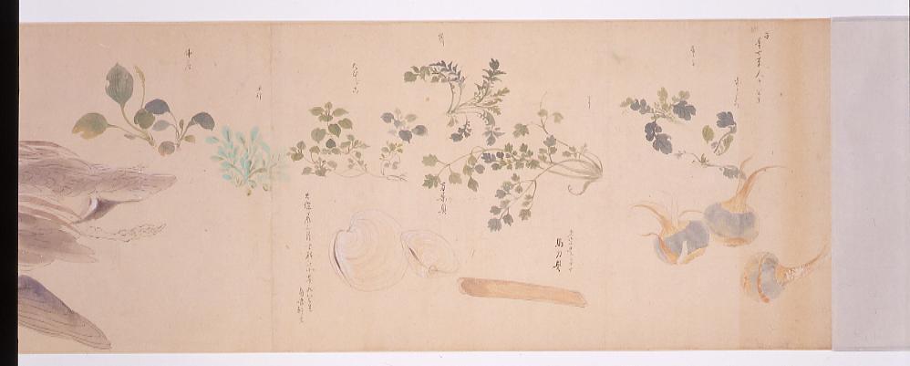 作品画像:鳥魚菜写生図巻