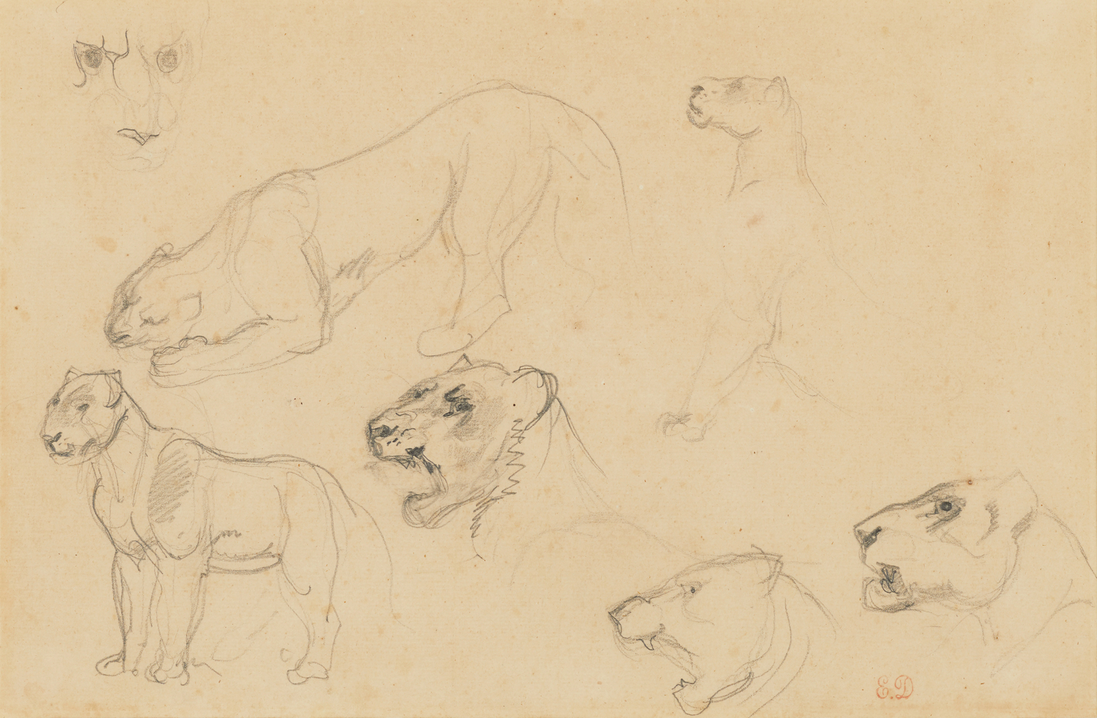 獅子 ToMuCo Tokyo Museum Collection