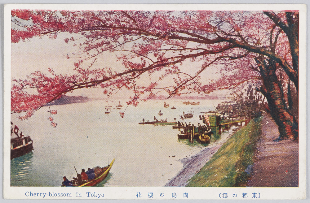 作品画像：(東都の桜)向島の桜花