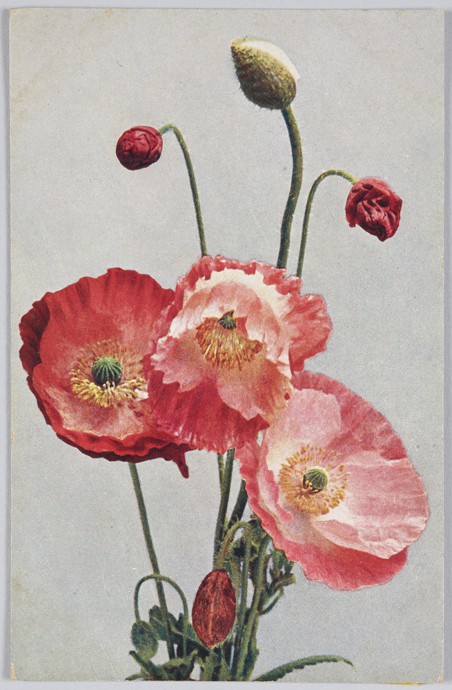 Papaver Rhoeas-Klatschmohn.