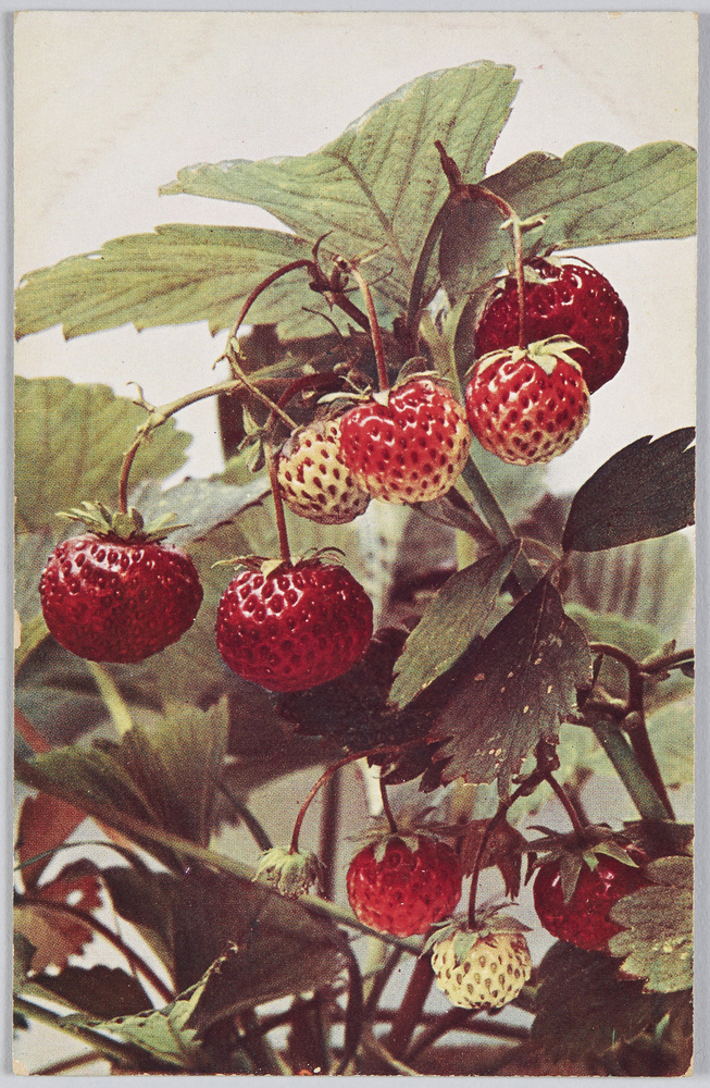 作品画像：Fragaria elatior hybrida-Ga-rten-Erdbeere(Laxton’ s Royal Souvereign).