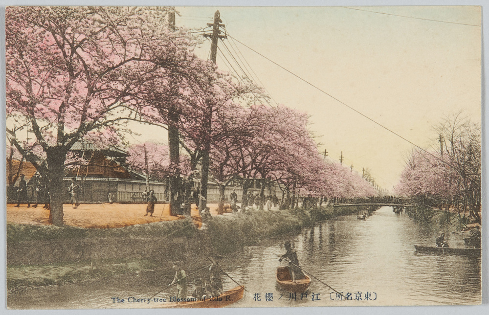 作品画像：(東京名所)江戸川の桜花