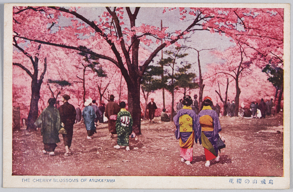 作品画像：飛鳥山の桜花