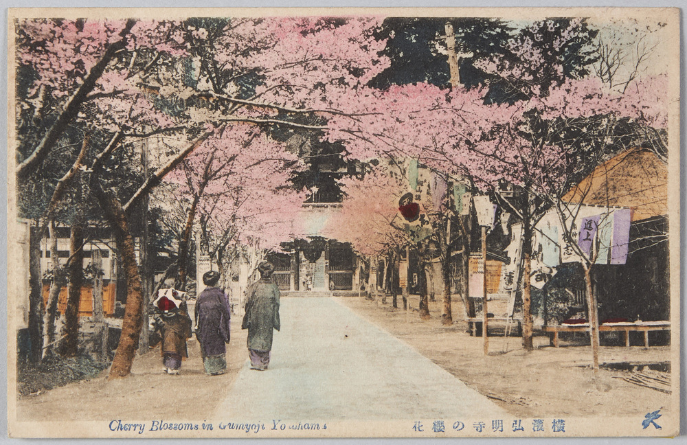 作品画像：横浜弘明寺の桜花