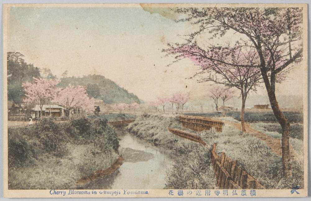 作品画像：横浜弘明寺附近の桜花