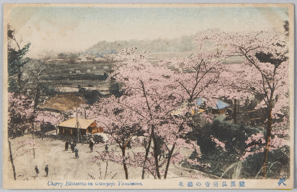 作品画像：横浜弘明寺の桜花