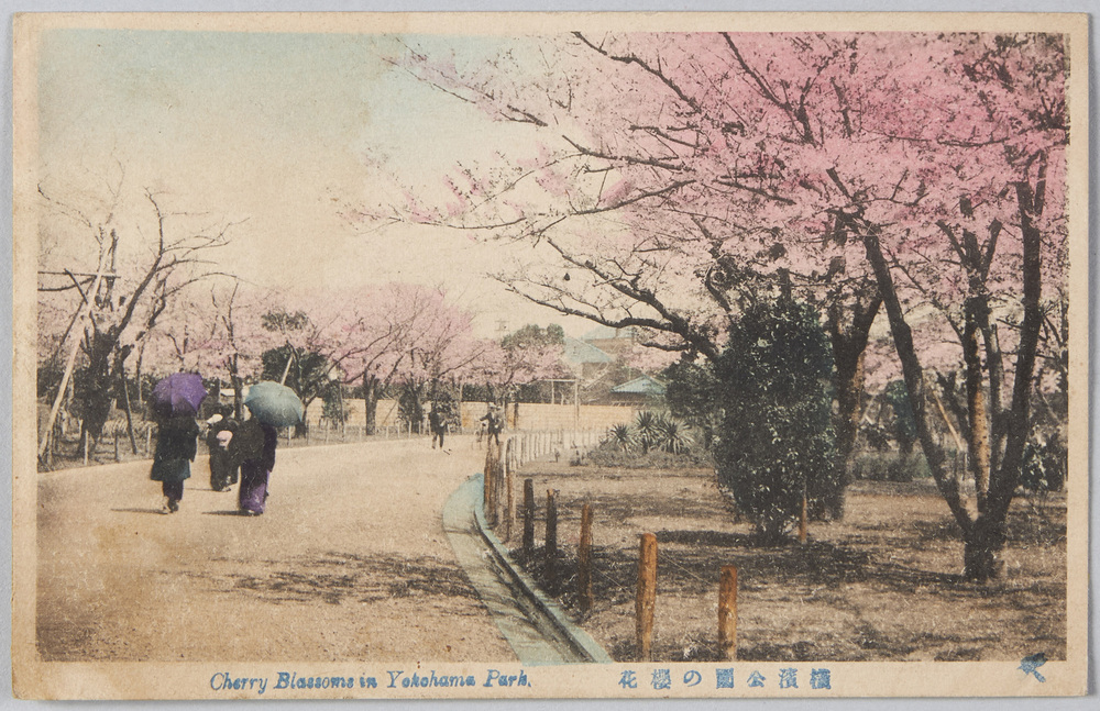 作品画像：横浜公園の桜花