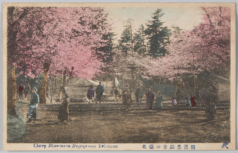 作品画像：横浜豊顕寺の桜花