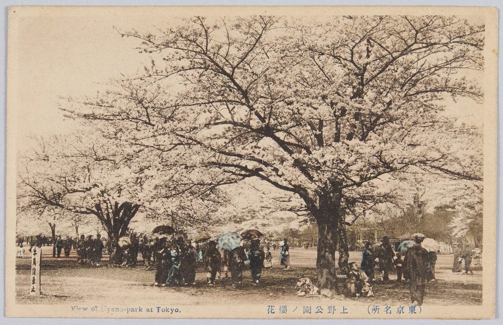 作品画像：上野公園の桜