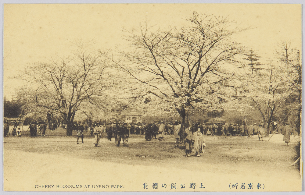 作品画像：(東京名所)上野公園の櫻花　CHERRY　BLOSSOMS　AT　UYENO　PARK.