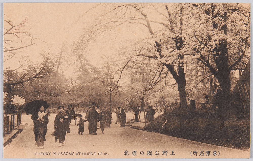 作品画像：(東京名所)　上野公園の櫻花　CHERRY　BLOSSOMS　AT　UHENO　PARK.