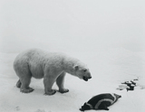 作品画像:Polar Bear