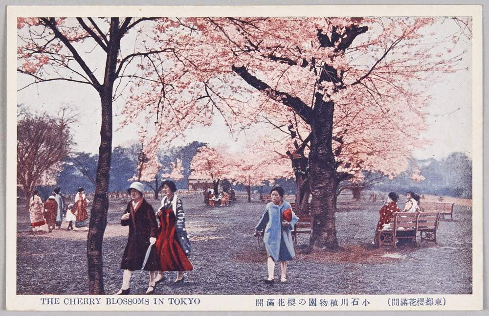 作品画像:東都桜花満開
