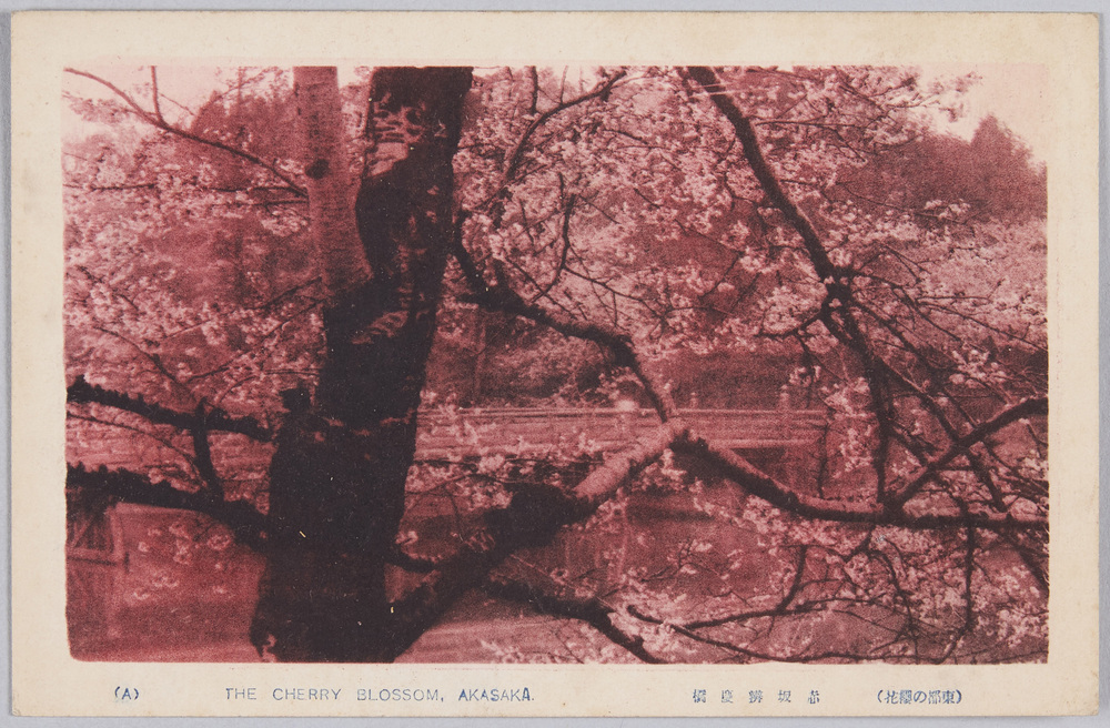 作品画像:東都の桜花
