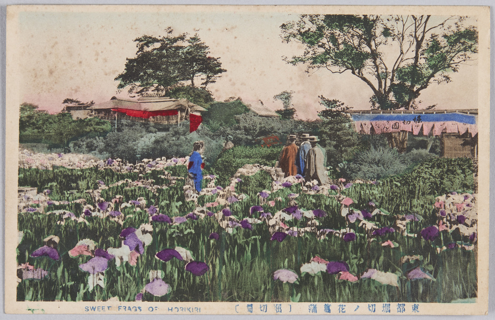 作品画像:東都堀切ノ花菖蒲 堀切園