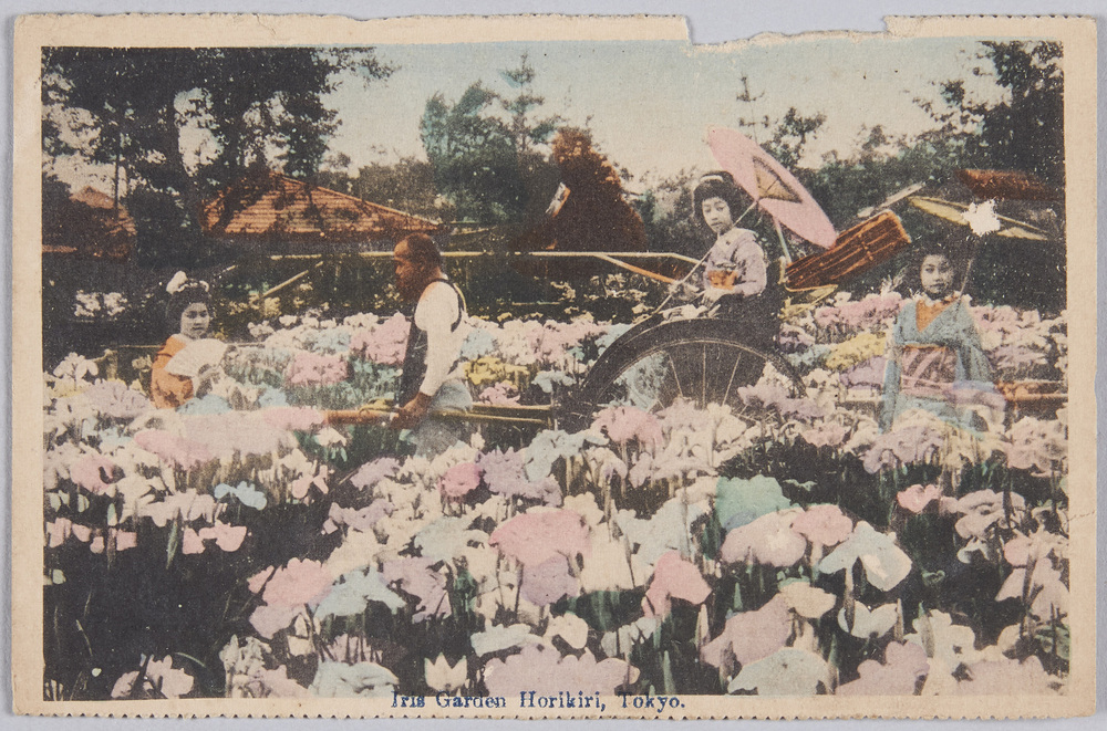 作品画像：[東京･横浜の花]