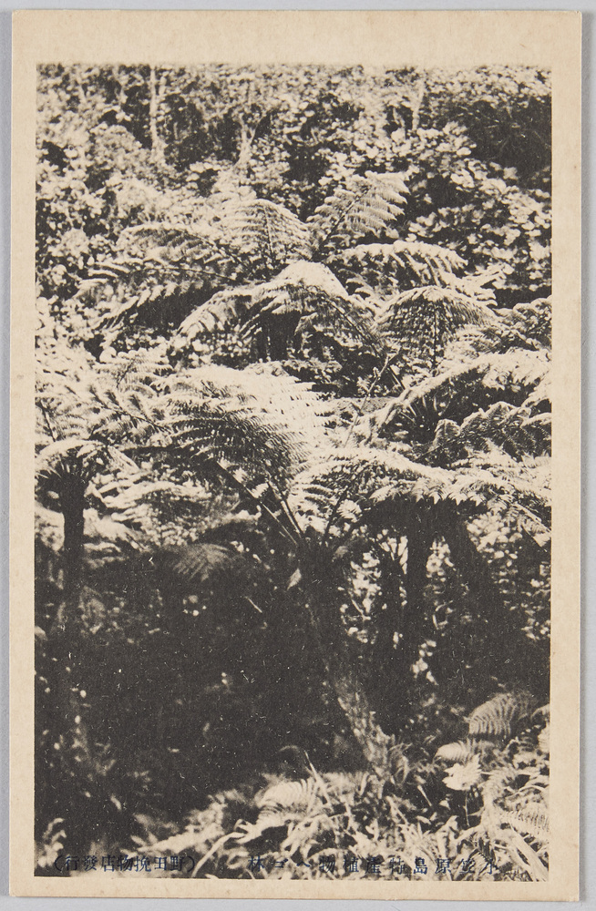 作品画像:小笠原島特産植物ヘゴ林