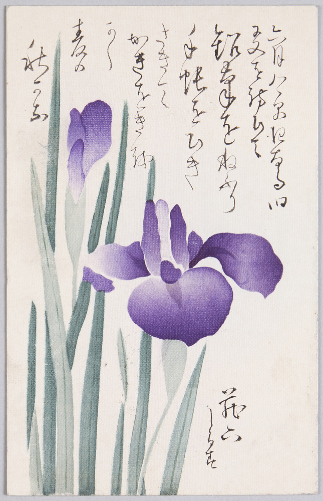 作品画像:植物 絵葉書 菖蒲