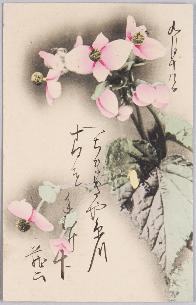 作品画像:植物 絵葉書 ベゴニア(秋海棠)