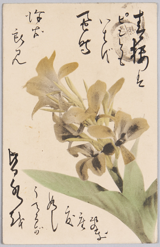 作品画像:植物 絵葉書 生姜の花