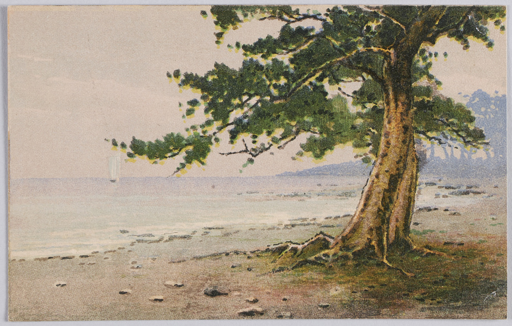 作品画像:海岸の松(風景水彩画)