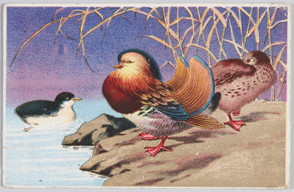 作品画像:水鳥