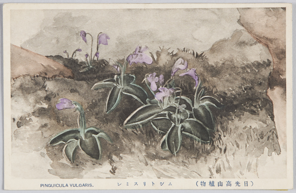 作品画像:日光高山植物