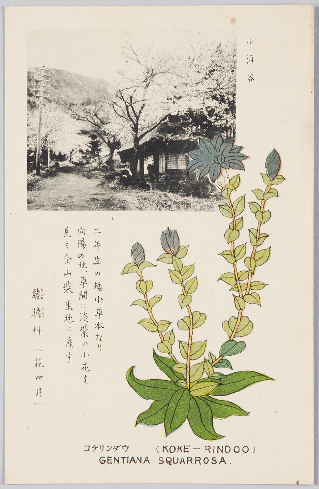 作品画像:コケリンダウ 竜胆科(花四月)