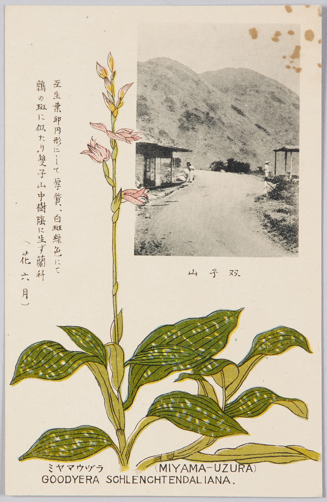作品画像:ミヤマウゾラ〈蘭花〉(花六月)