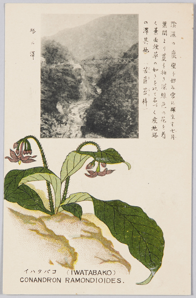 作品画像:イハタバコ(苦苣苔科)