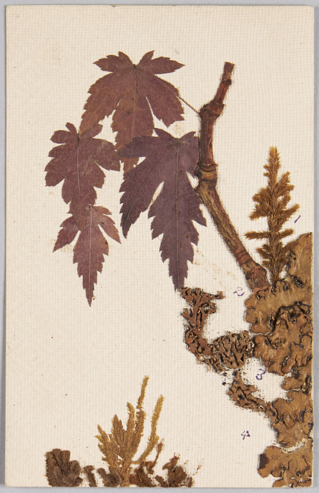 作品画像:植物(標本貼付)