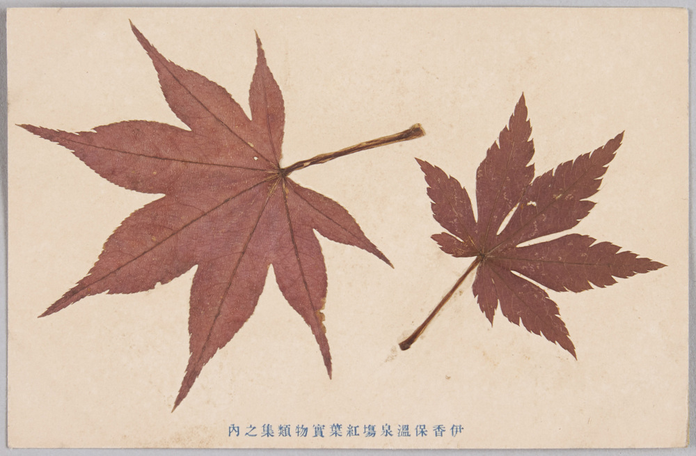 作品画像:伊香保温泉場紅葉実物類集之内
