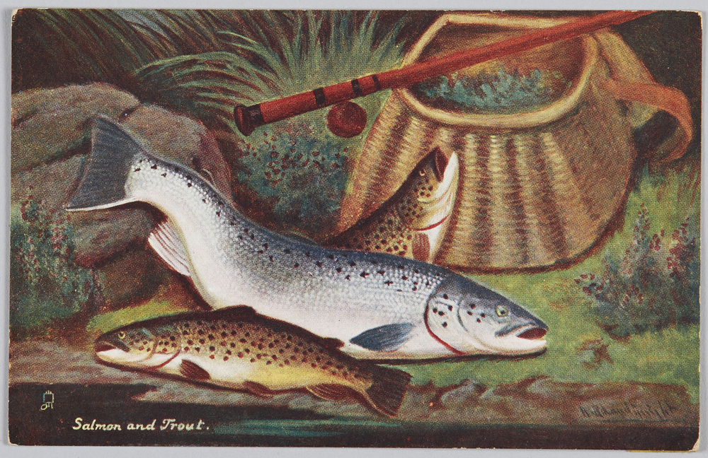 作品画像:“BRITISH FISH” Salmon and Trout.