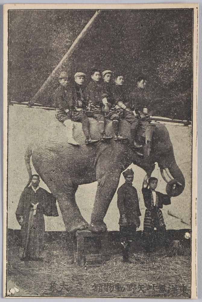 作品画像:東洋無比 矢野動物館 大象