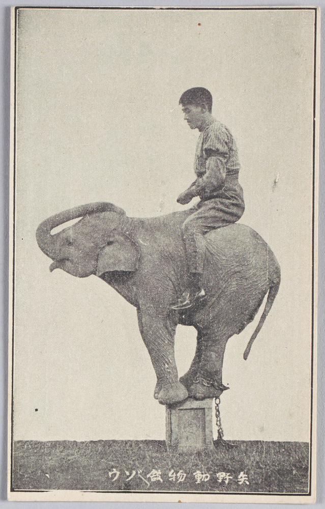 作品画像:矢野動物館 ゾウ