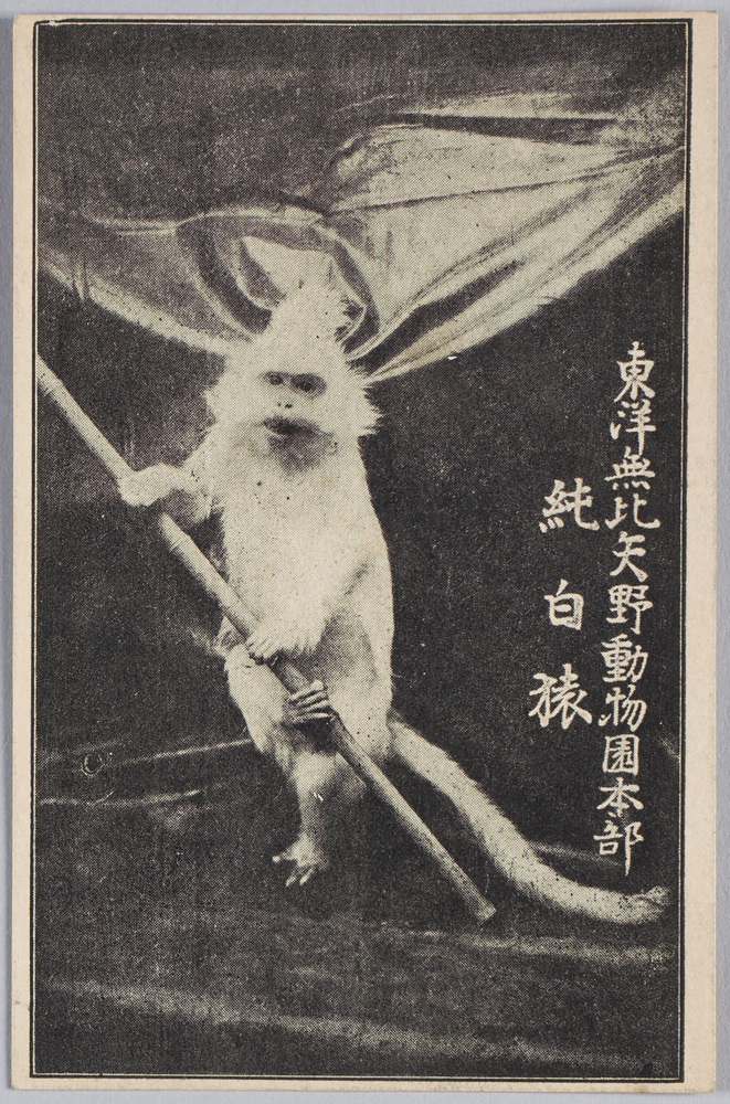 作品画像:東洋無比 矢野動物園本部 純白猿