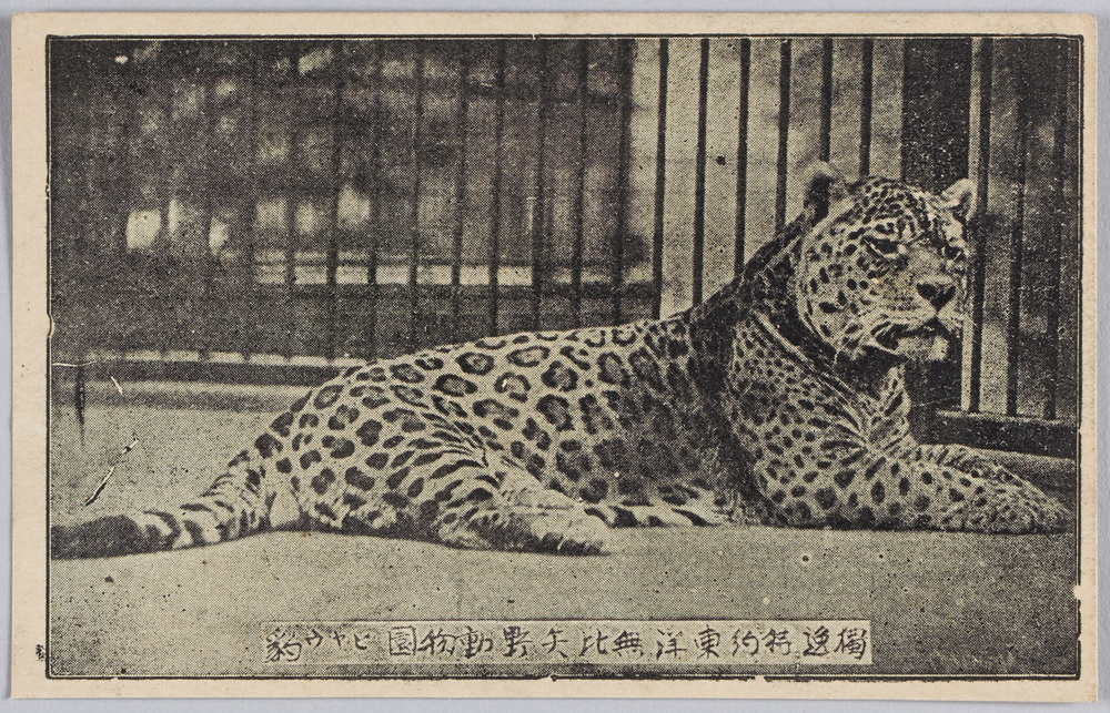 作品画像:独逸特約 東洋無比 矢野動物園 豹