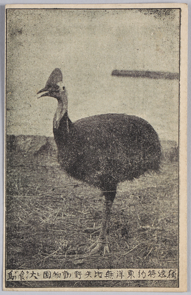 作品画像:独逸特約 東洋無比 矢野動物園 火食鳥